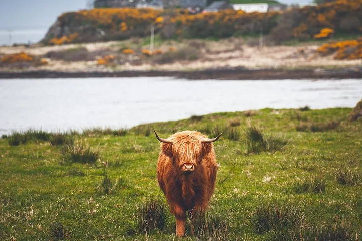 Une vache Highland brune debout dans un champ herbeux près d’un plan d’eau